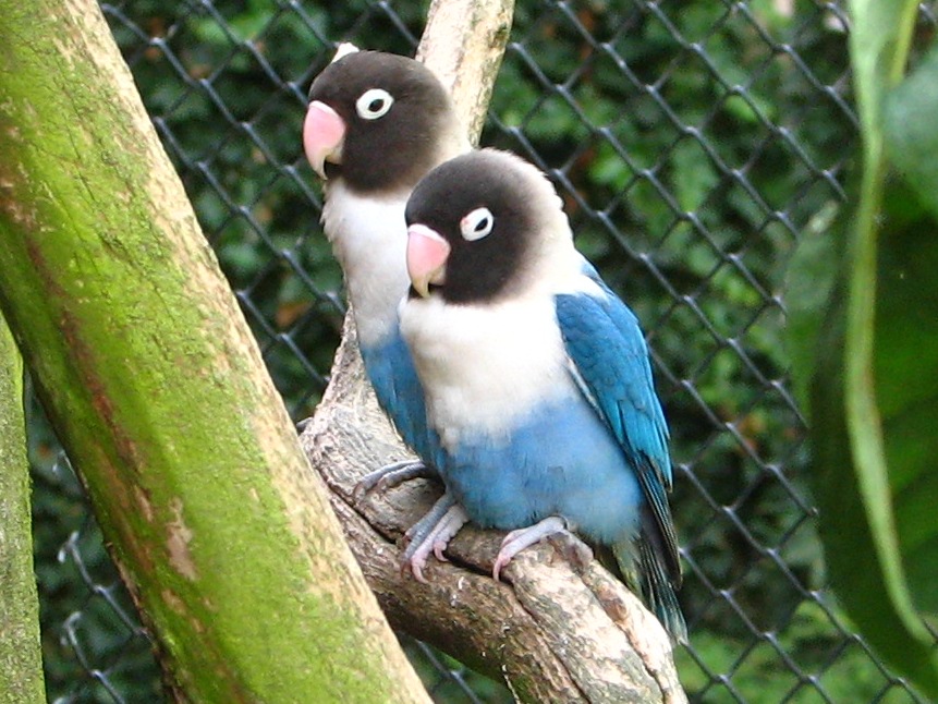 Blue masked lovebirds
