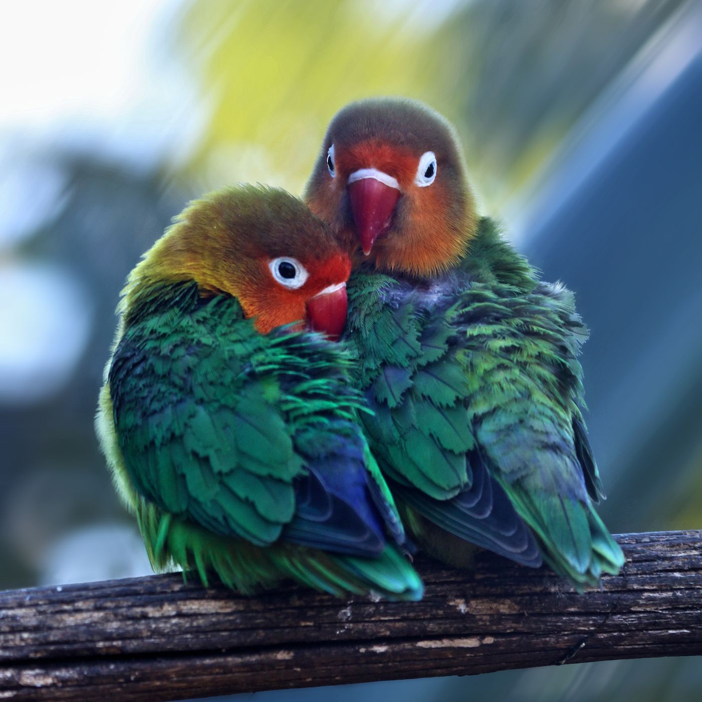 Fischer’s lovebirds