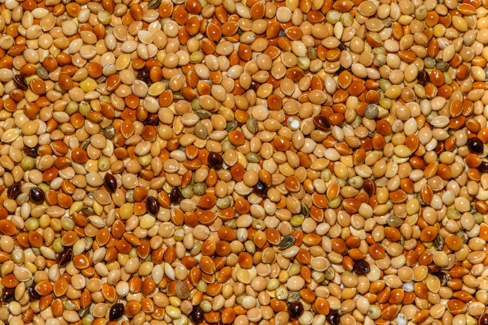Illustrative grains and seeds