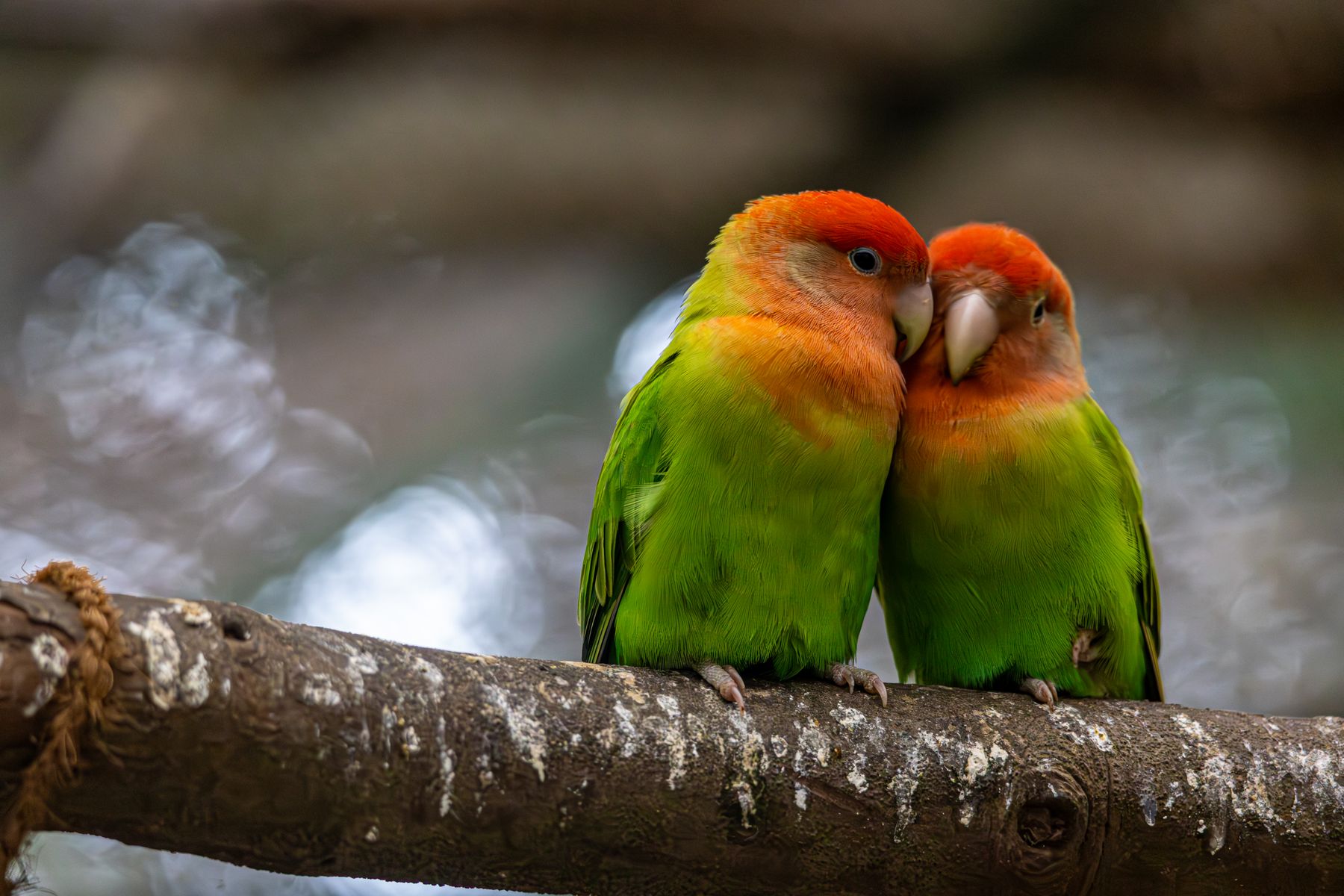 Two colourful peach-faced lovebirds nestled together on a branch