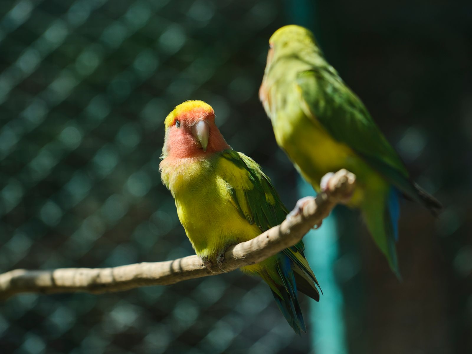 Illustrative photograph of lovebirds, used to preview a future hotel check-in